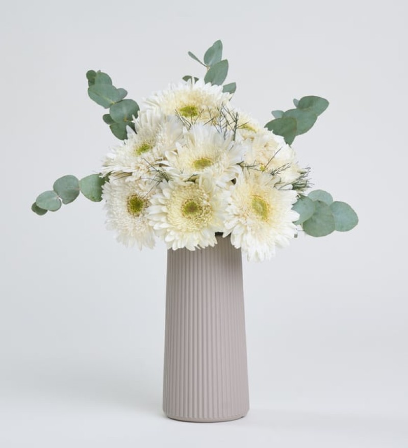 Bej Çizgili Polimer Vazoda Beyaz Gerbera Çiçekleri