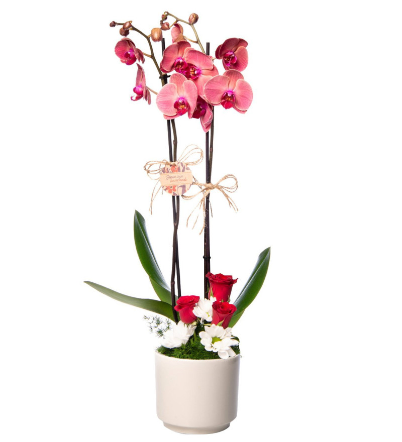 Ateş Kırmızısı Çift Dal Orkide & Kırmızı Gül