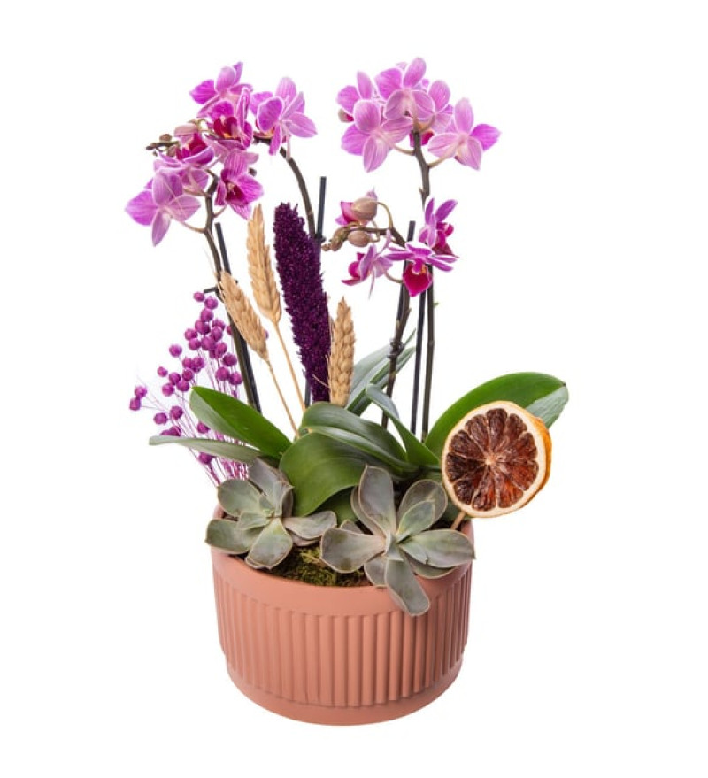 Kiremit Saksıda 4 Dal Mini Çiftli Mini Orkide