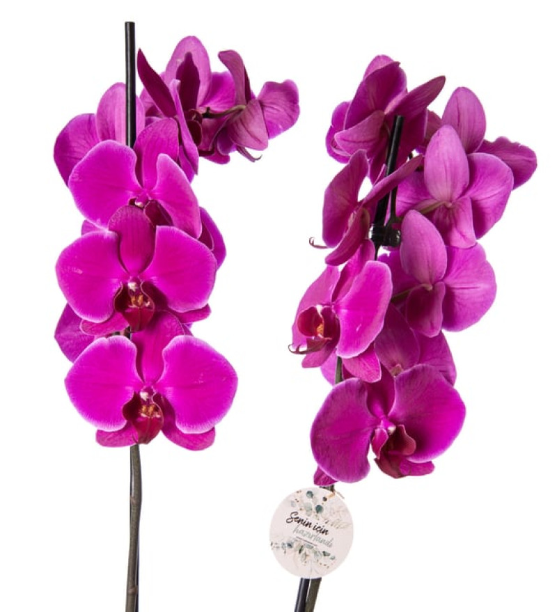 Mürdüm Beton Saksıda Mor Çiftli Orkide