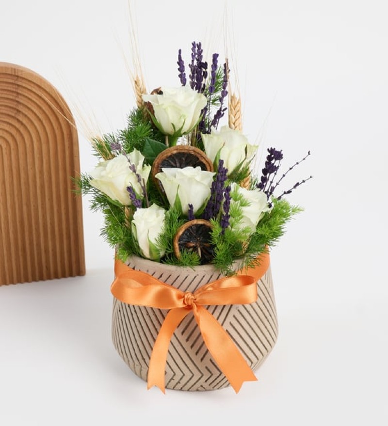 Geometrik Çizgi Desenli Saksıda İthal Beyaz Güller