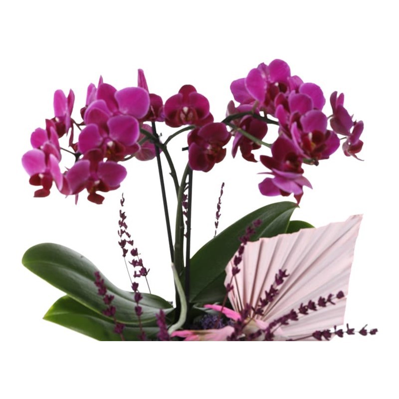 Deluxe Purple Midi Orchid